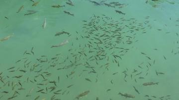 Balıklıgöl ’de balık artışları gözlendi