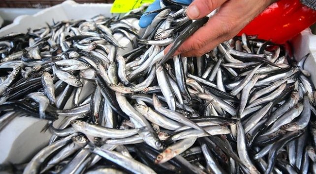 Batı Karadeniz’de balıkçılar umudunu hamsiye bağladı